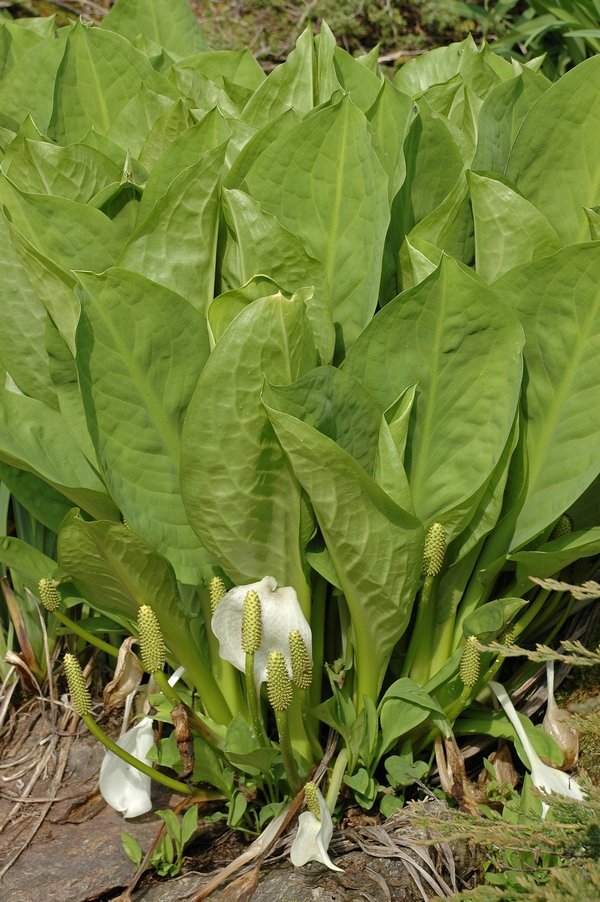 Image of Lysichiton camtschatcensis specimen.