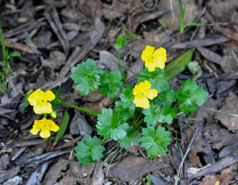 Изображение особи Ranunculus brachylobus.