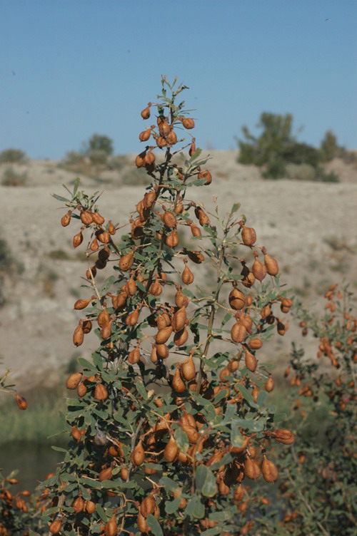 Изображение особи Halimodendron halodendron.