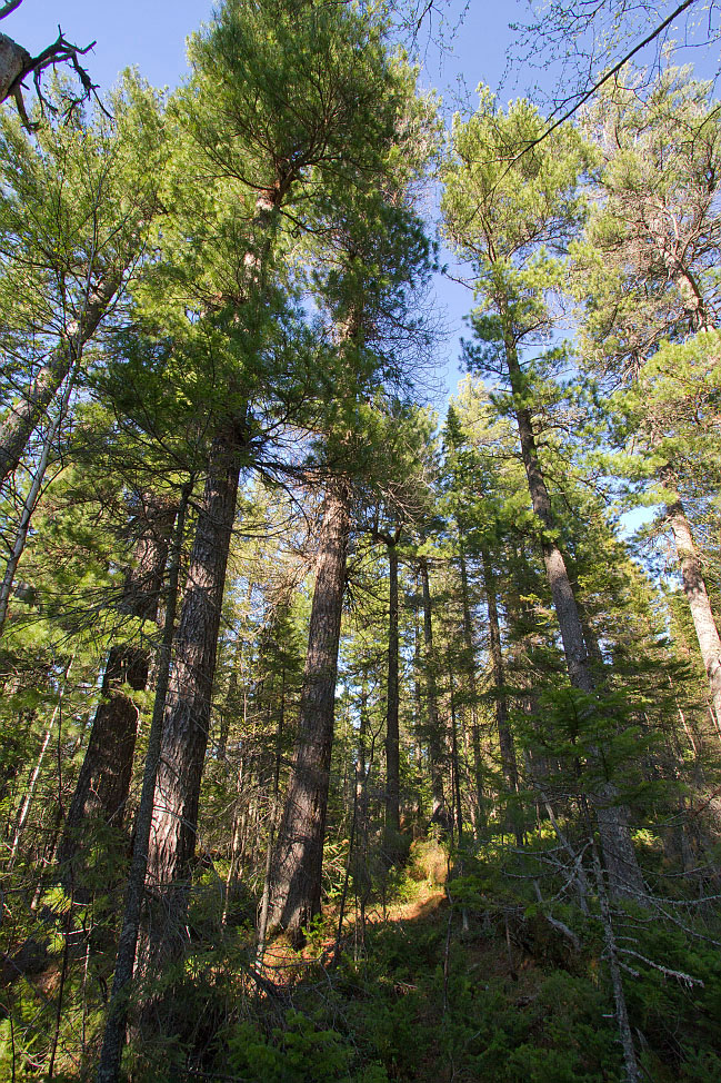 Изображение особи Pinus sibirica.