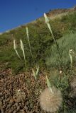 Tragopogon subspecies major