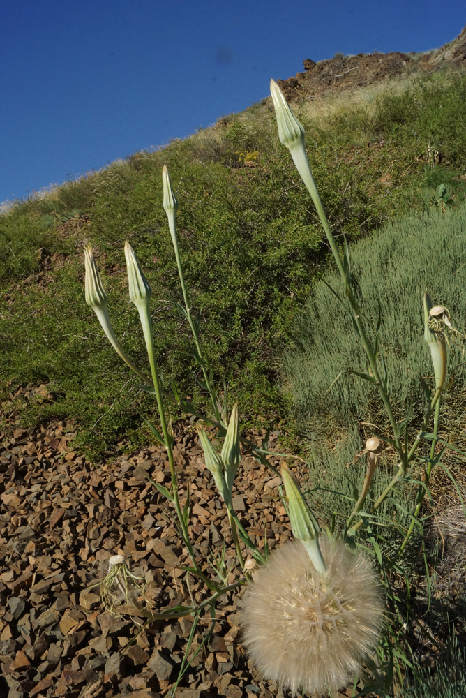 Изображение особи Tragopogon dubius ssp. major.