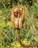 Image of taxon representative. Author is Тамара Риб