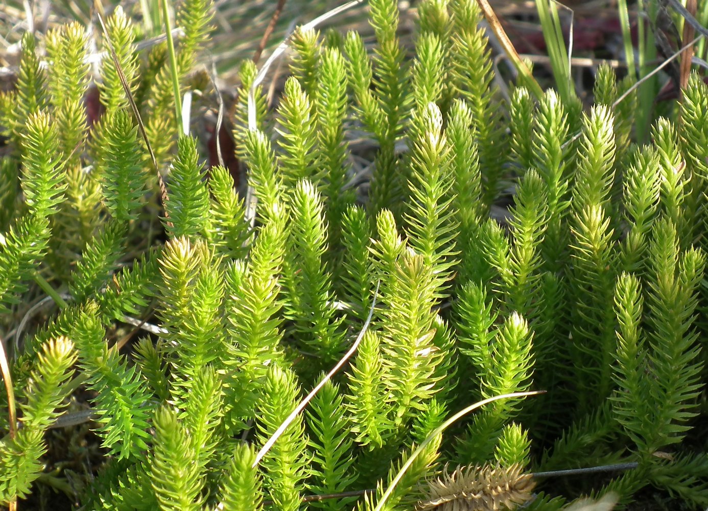 Image of Lycopodium dubium specimen.