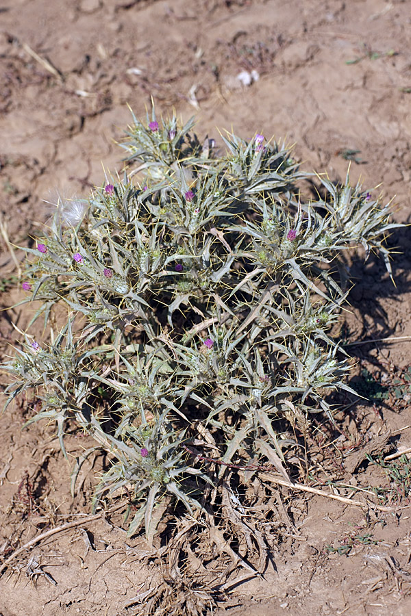 Image of Picnomon acarna specimen.