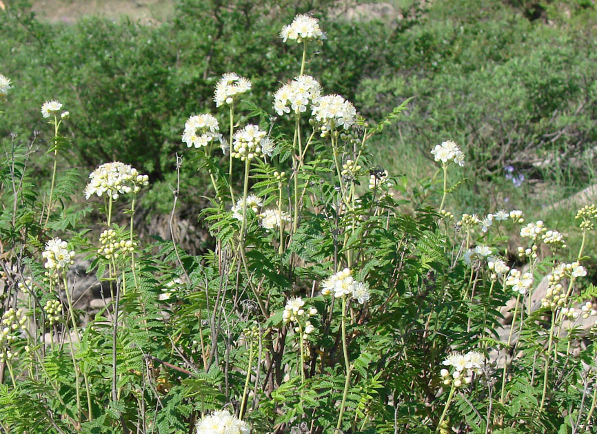 Image of Sorbaria grandiflora specimen.