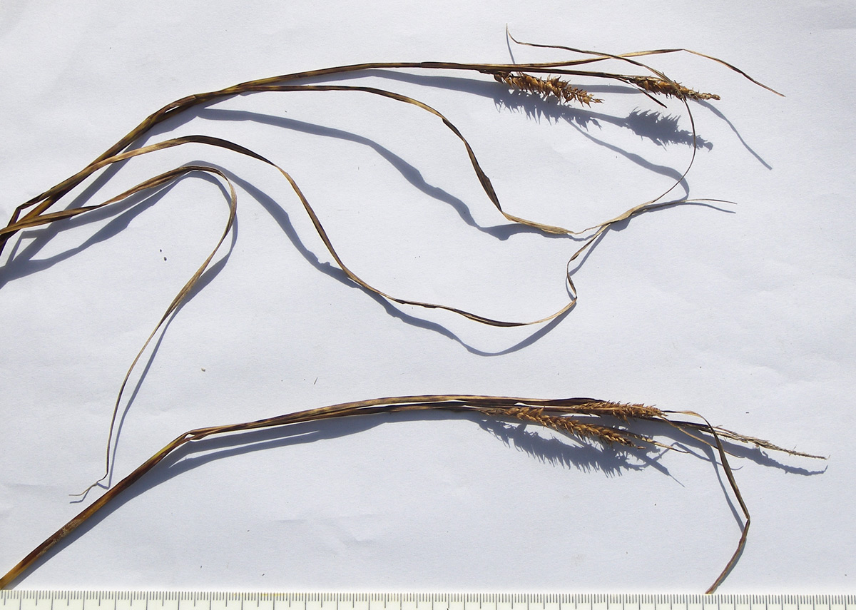 Image of Carex pamirica ssp. dichroa specimen.