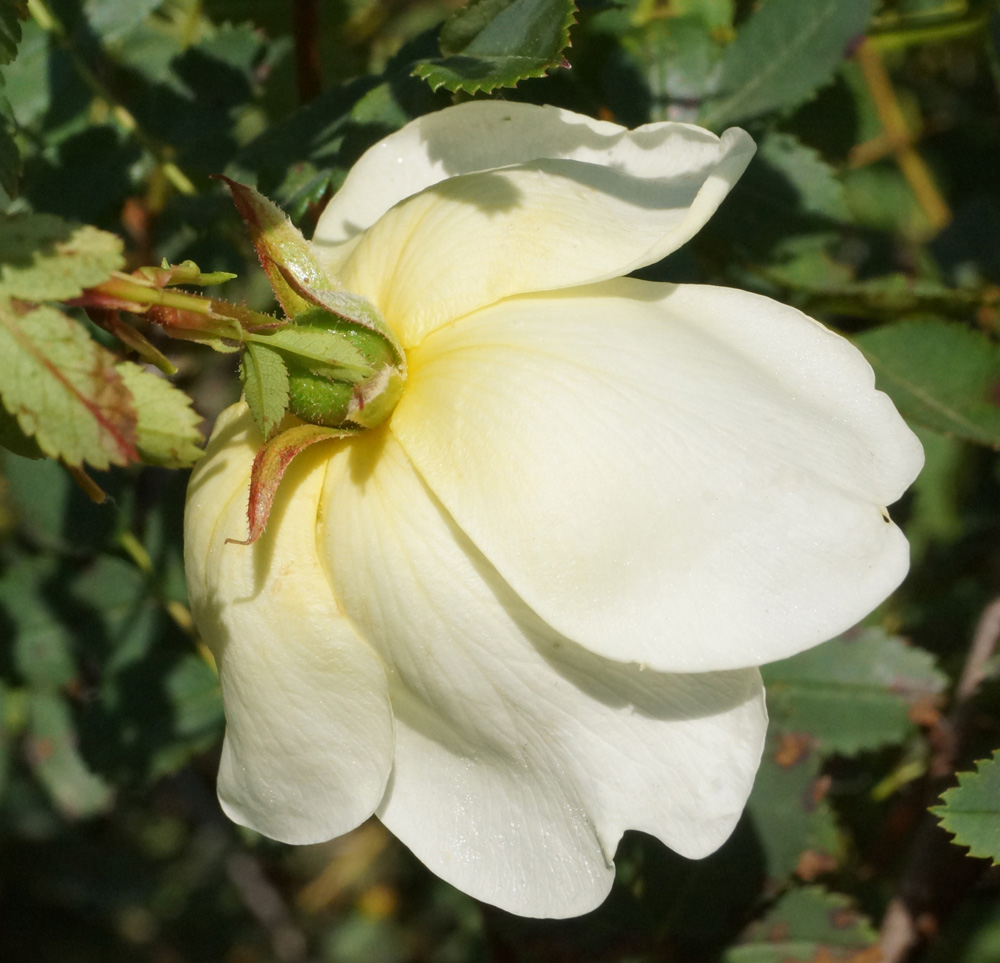 Image of Rosa spinosissima specimen.