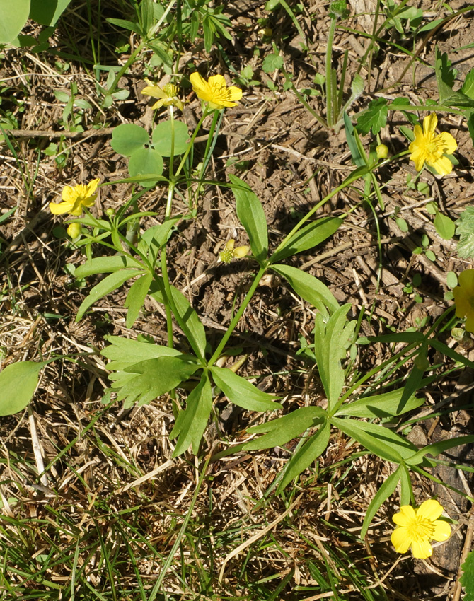 Изображение особи Ranunculus krylovii.