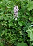 Dactylorhiza fuchsii