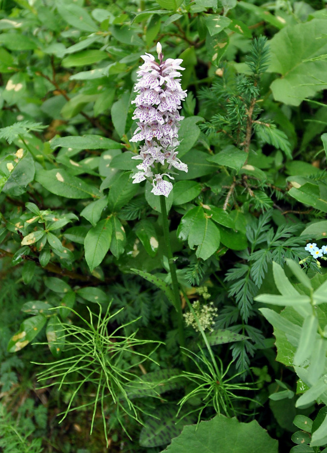 Изображение особи Dactylorhiza fuchsii.