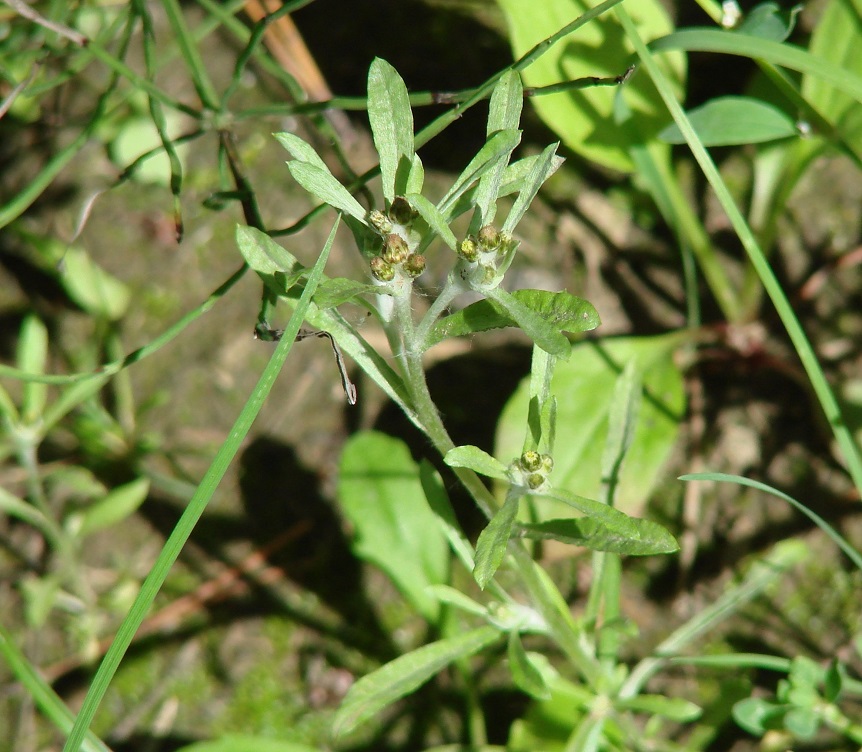 Изображение особи Gnaphalium uliginosum.