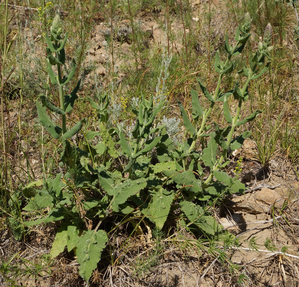 Изображение особи Salvia deserta.