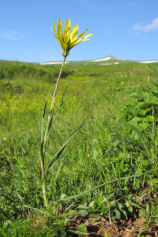 Image of Tragopogon reticulatus specimen.