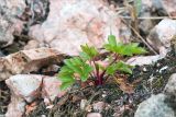 Ligusticum scoticum