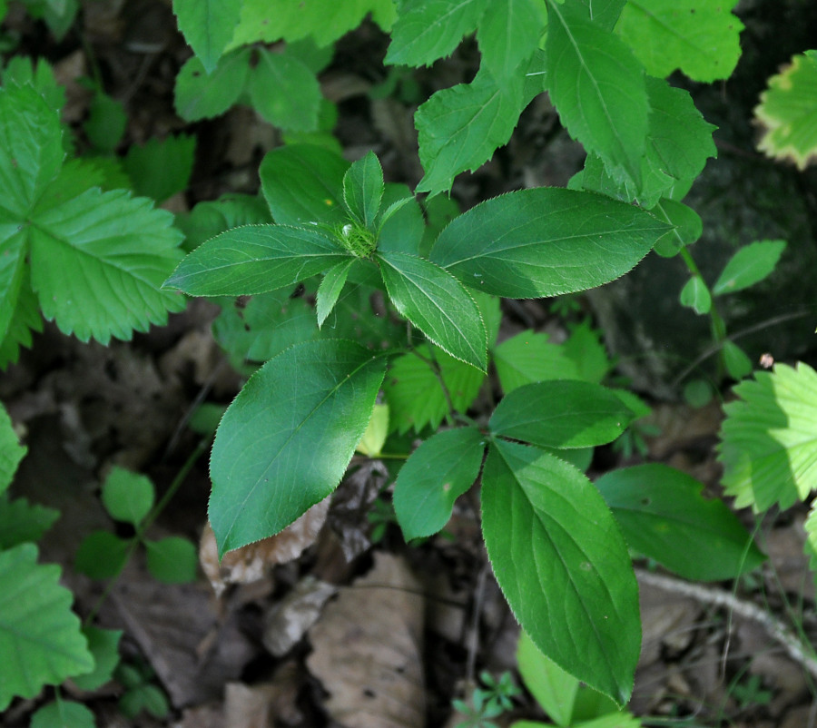 Изображение особи Atractylodes ovata.