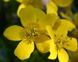 Caltha palustris