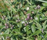 Saussurea salicifolia