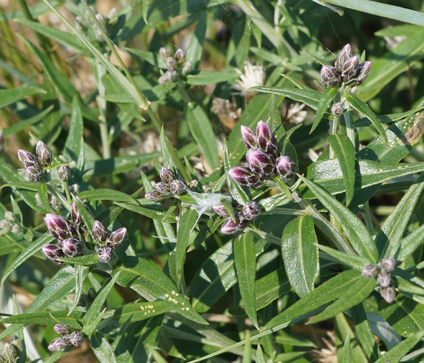 Image of Saussurea salicifolia specimen.