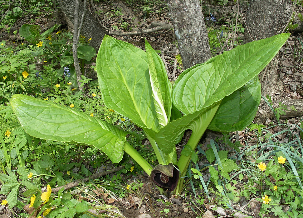 Image of Symplocarpus renifolius specimen.