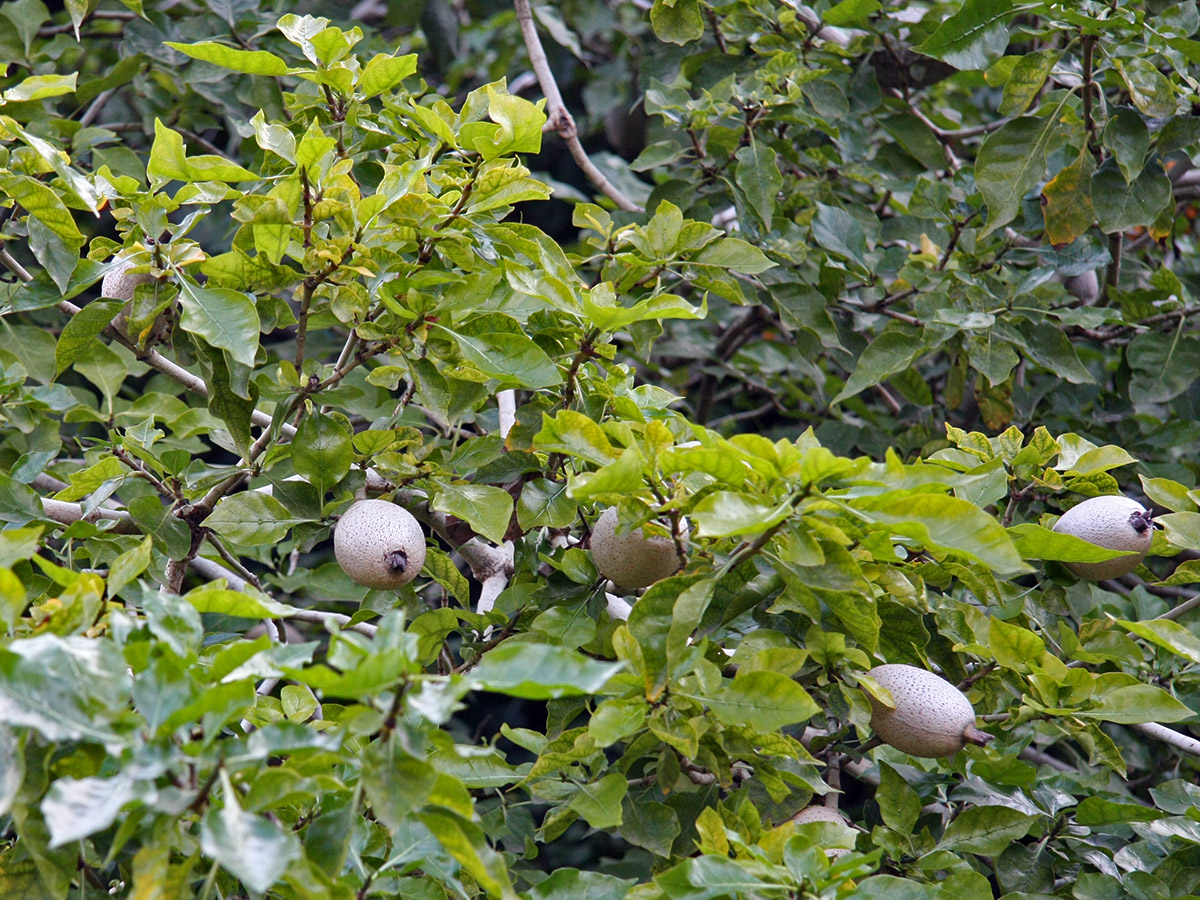 Image of Gardenia thunbergia specimen.