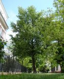 Ginkgo biloba