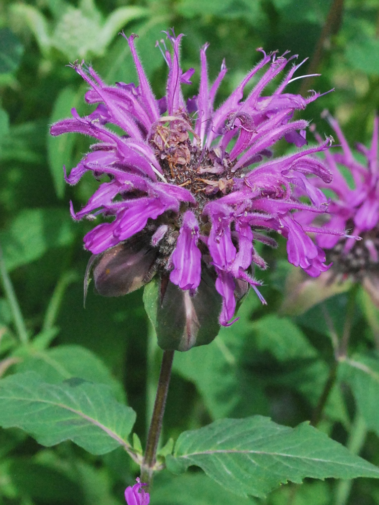 Image of Monarda fistulosa specimen.