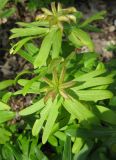 Eranthis hyemalis