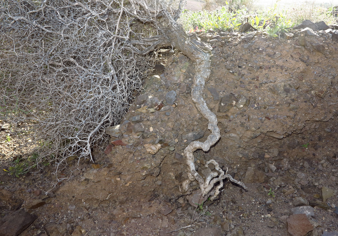 Image of Launaea arborescens specimen.