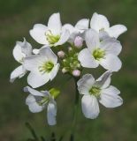 Image of taxon representative. Author is Анастасия Лендер