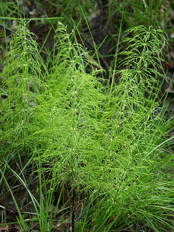 Изображение особи Equisetum sylvaticum.