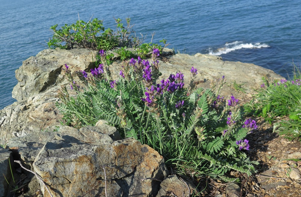 Image of Oxytropis ruthenica specimen.