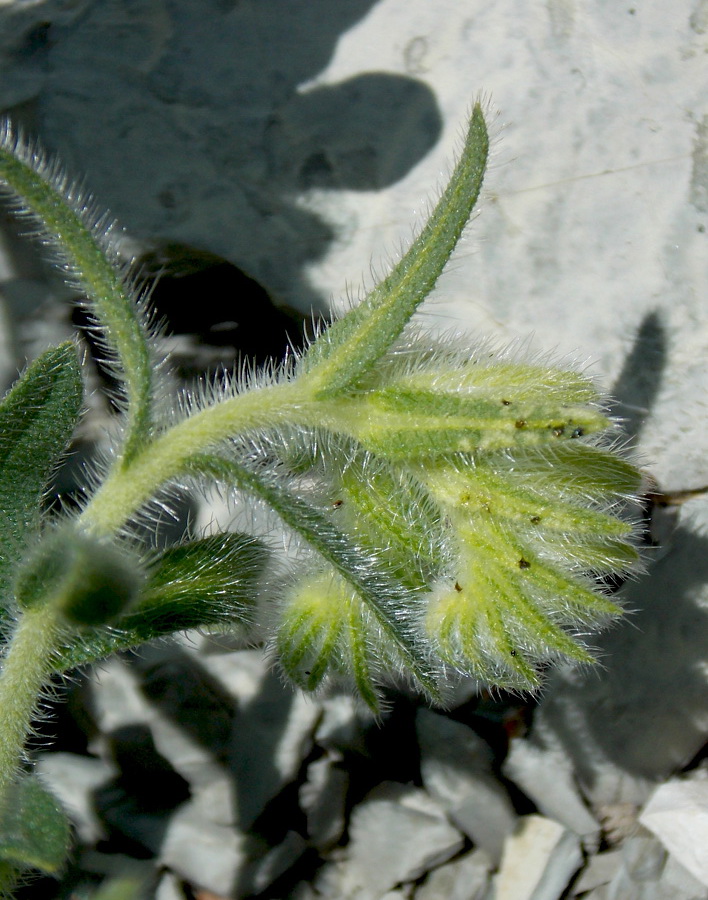 Image of Onosma montana specimen.