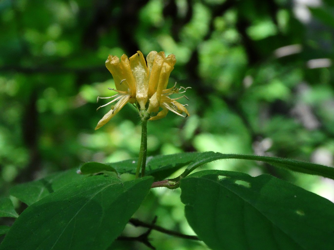 Image of Lonicera chrysantha specimen.