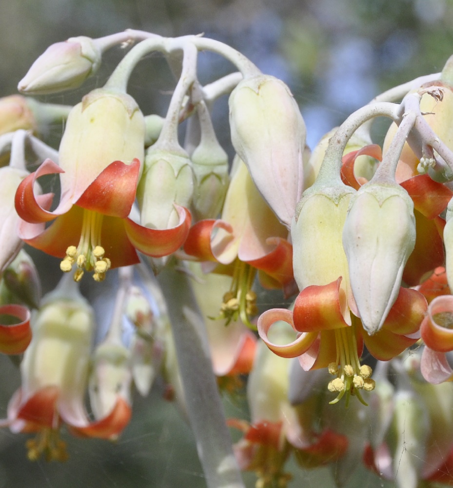 Изображение особи Cotyledon orbiculata.