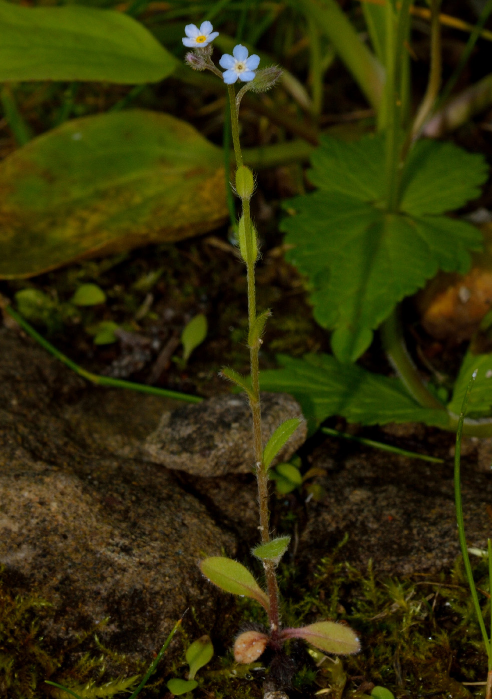 Изображение особи Myosotis arvensis.