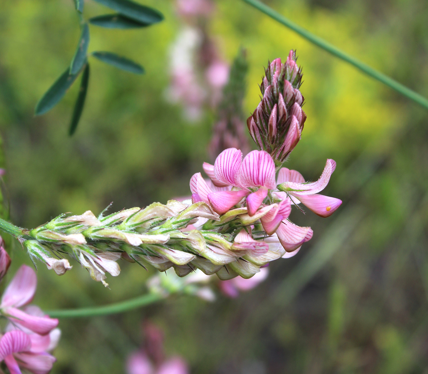 Image of Onobrychis viciifolia specimen.