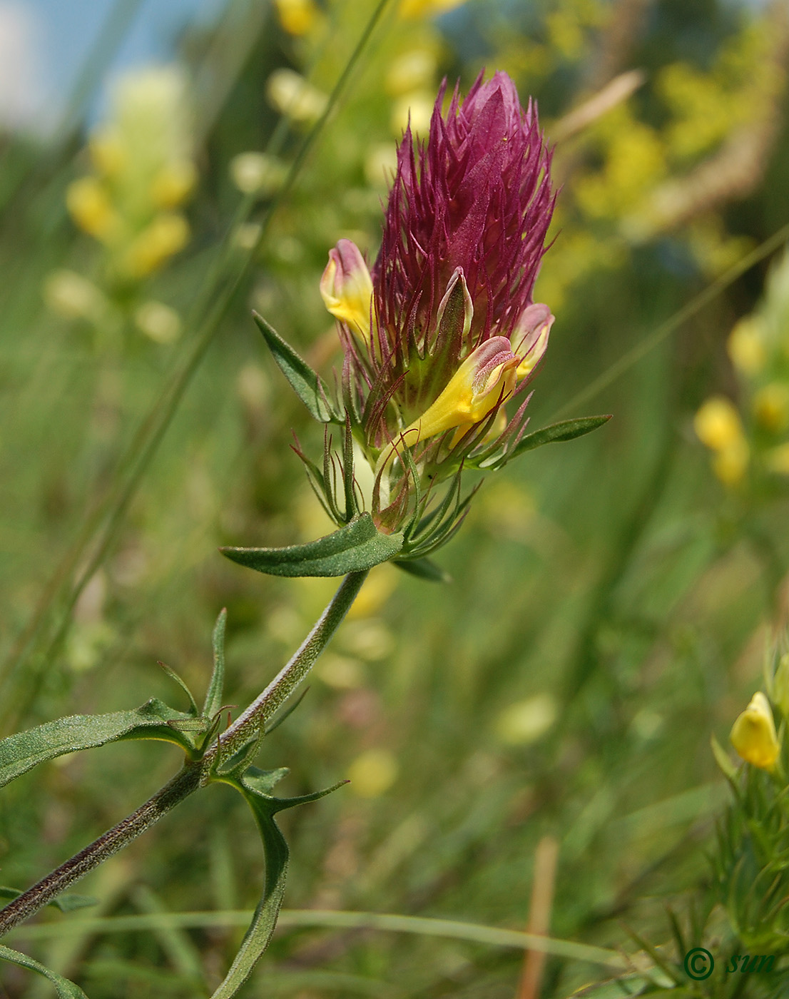 Изображение особи Melampyrum argyrocomum.