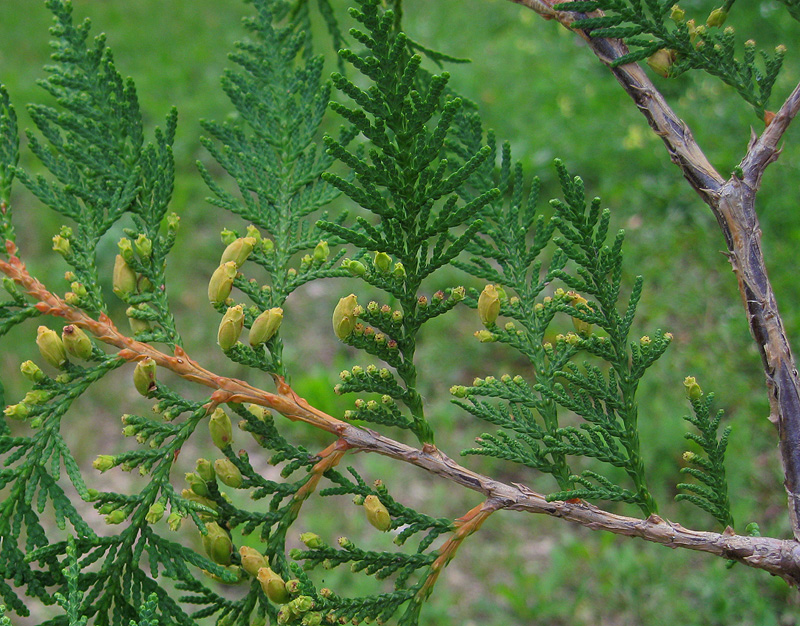 Изображение особи Thuja occidentalis.