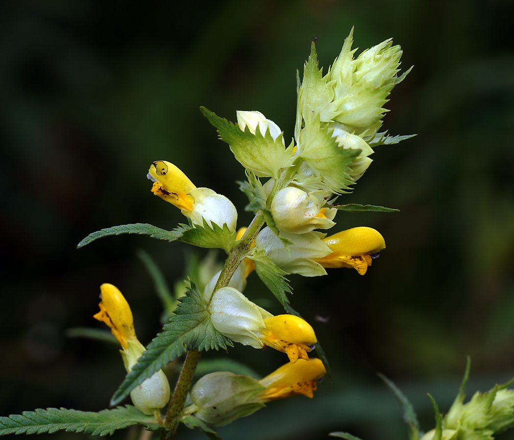 Изображение особи Rhinanthus minor.