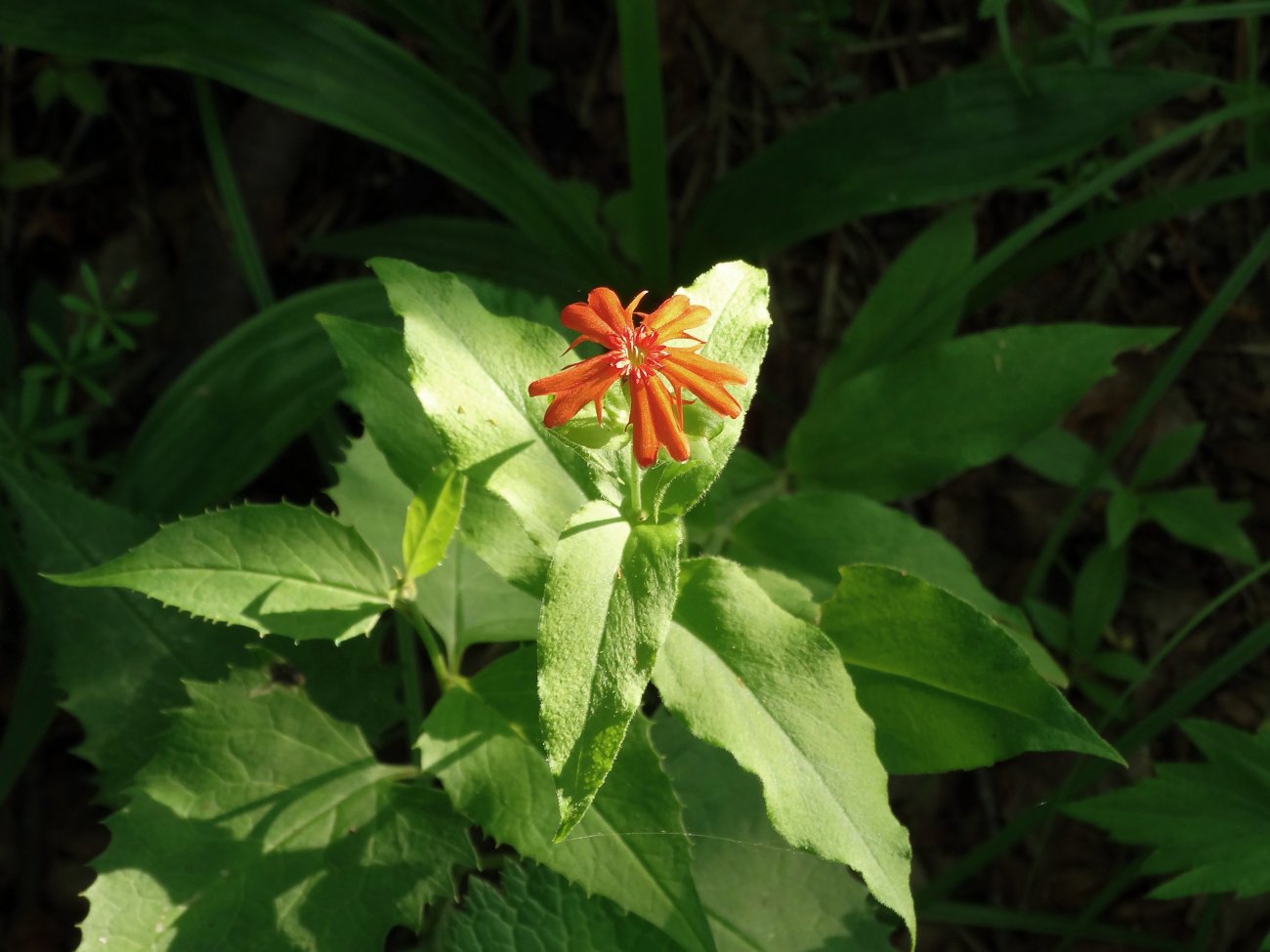 Изображение особи Lychnis fulgens.