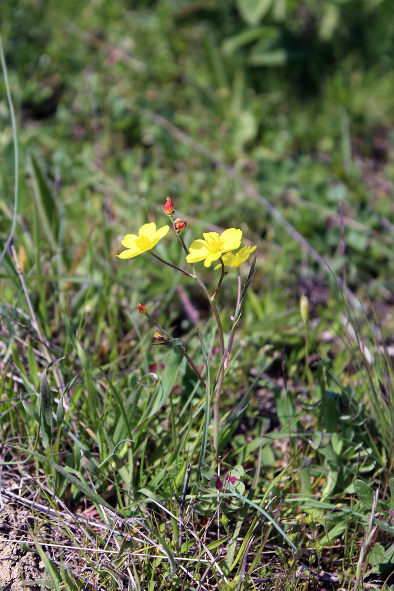 Изображение особи Bongardia chrysogonum.