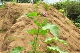 Persicaria