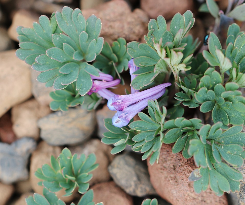 Image of Corydalis alpestris specimen.