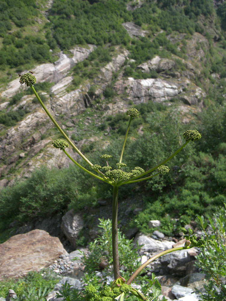 Изображение особи Angelica purpurascens.