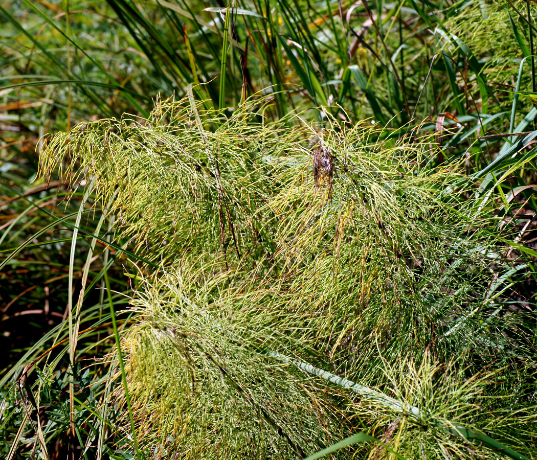 Image of Equisetum sylvaticum specimen.
