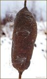Typha laxmannii. Зрелое соплодие. Чувашия, окр. г. Шумерля. 2 марта 2010 г.