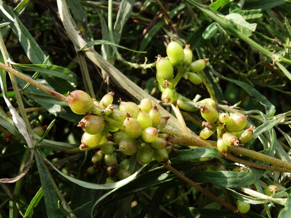 Image of Cuscuta japonica specimen.