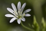 Stellaria nemorum. Цветок. Тверская обл., Кимрский р-н, окр. дер. Ларцево, лес. 01.06.2016.