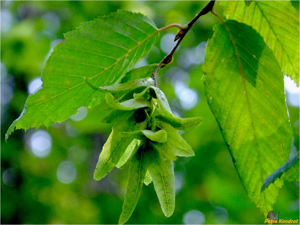 Image of Carpinus betulus specimen.